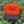Outdoor Cap 550IS Blaze Orange and Brown Cap